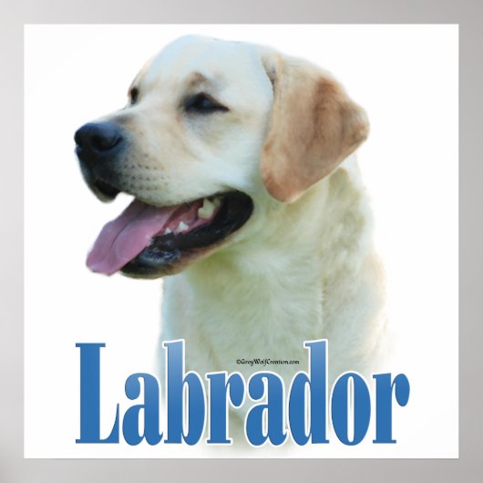 Yellow Labrador Retriever-Poster Poster (Voorkant)