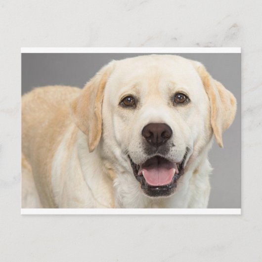 Yellow Labrador Retriever Puppy Dog Blank Briefkaa Briefkaart (Voorkant)