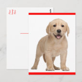 Yellow Labrador Retriever Puppy Dog Postcard Briefkaart (Voorkant / Achterkant)