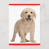 Yellow Labrador Retriever Puppy Dog Postcard Briefkaart (Voorkant)