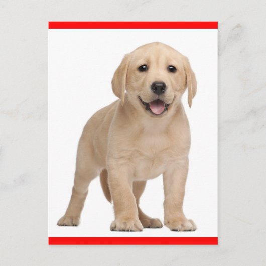 Yellow Labrador Retriever Puppy Dog Postcard Briefkaart (Voorkant)
