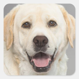 Yellow Labrador Retriever Puppy Dog Sticker