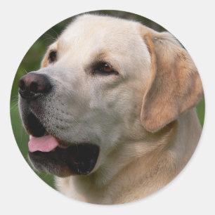 Yellow Labrador Retriever Puppy Dog Sticker / zeeh