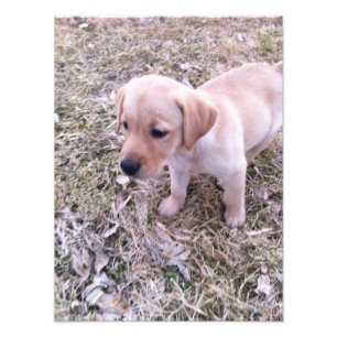 Yellow Labrador Retriever Puppy Photo Print Foto Afdruk