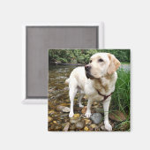 Yellow Labrador Retriever Stately Pose Magneet (Voorkant / Achterkant)