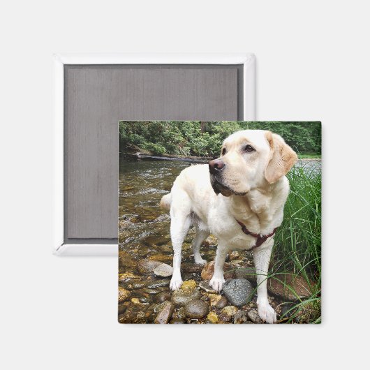 Yellow Labrador Retriever Stately Pose Magneet (Voorkant / Achterkant)