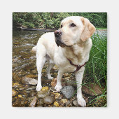 Yellow Labrador Retriever Stately Pose Magneet (Voorkant)