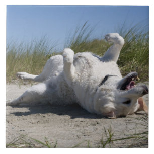 Yellow Labrador Retriever Tegeltje