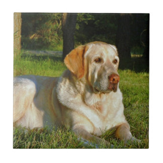 Yellow Labrador Retriever Tegeltje