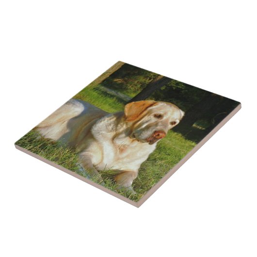 Yellow Labrador Retriever Tegeltje (Zijkant)