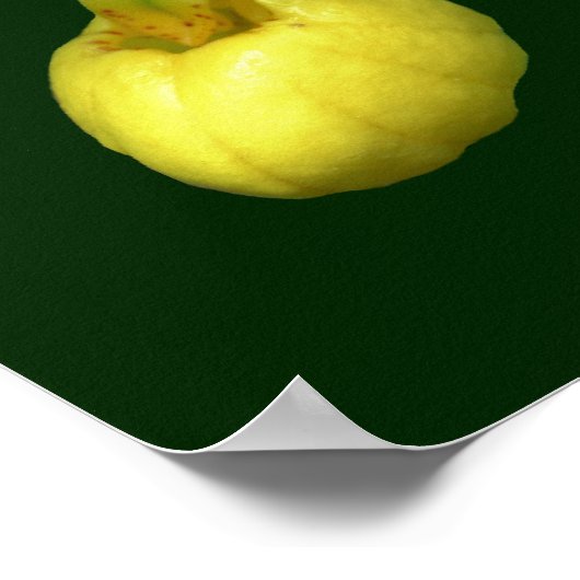 Yellow Lady Slipper Flower Voeg Jouw tekst toe Poster (Hoek)