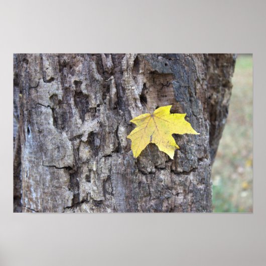 Yellow Leaf on Tree Poster (Voorkant)