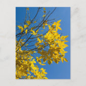 Yellow Leaves Ash Tree Fall Nature Photography Briefkaart (Voorkant)