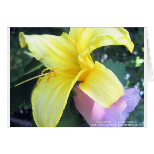 Yellow Lily (Voorkant Horizontaal)