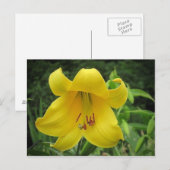 Yellow Lily Briefkaart (Voorkant / Achterkant)