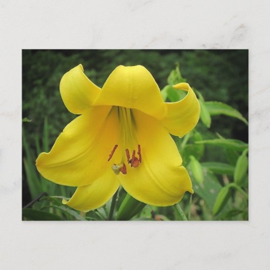 Yellow Lily Briefkaart (Voorkant)