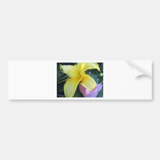 Yellow Lily Bumpersticker (Voorkant)