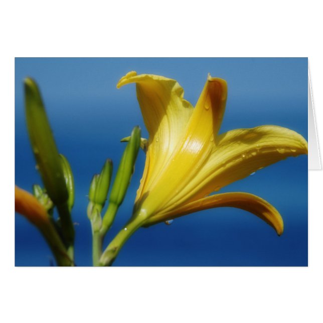 Yellow Lily Card (Voorkant Horizontaal)