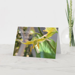 Yellow Lily denkt aan je Kaart