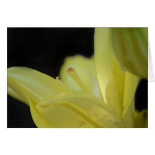 Yellow Lily door Shirley Taylor