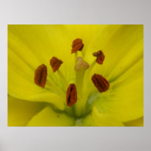 Yellow Lily Floral Print (Voorkant)