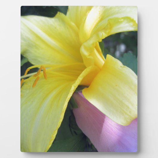 Yellow Lily Fotoplaat (Voorkant)