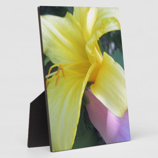 Yellow Lily Fotoplaat (Zijkant)