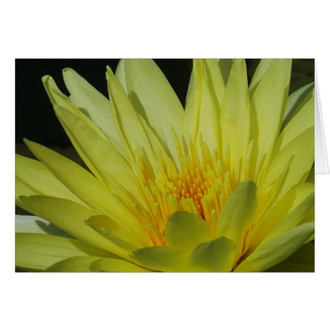 Yellow Lily Frameable All Occasion Card 7x5 (Voorkant Horizontaal)