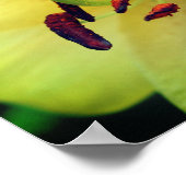 Yellow Lily gaat dicht Poster (Hoek)