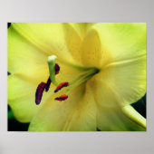 Yellow Lily gaat dicht Poster (Voorkant)