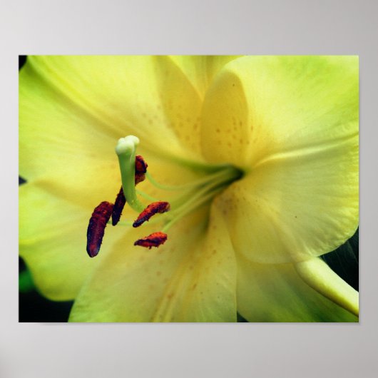 Yellow Lily gaat dicht Poster (Voorkant)