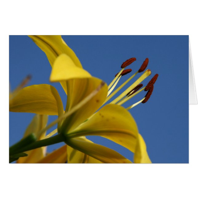 Yellow Lily Kaart (Voorkant Horizontaal)