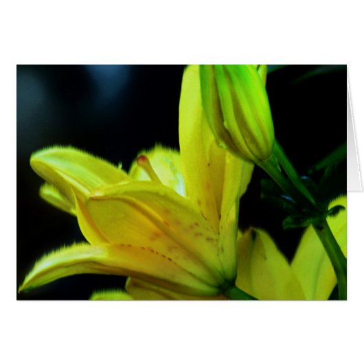 Yellow Lily met windeffect door Shirley Taylor (Voorkant Horizontaal)