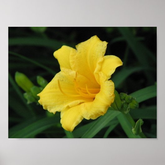 Yellow Lily Poster (Voorkant)
