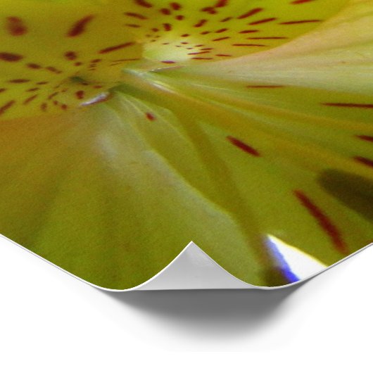 Yellow Lily Poster Print (Hoek)