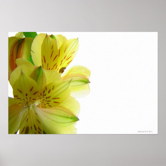 Yellow Lily Poster Print (Voorkant)