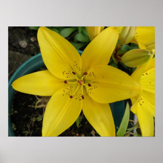 Yellow Lily Print (Voorkant)