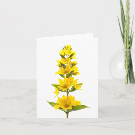 Yellow Loosestrife  Kaart (Voorkant)