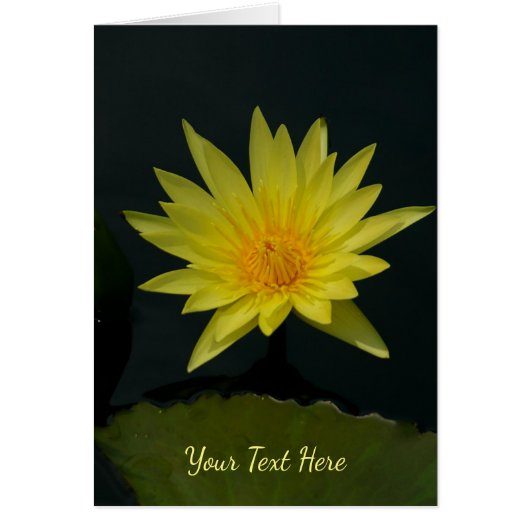 Yellow Lotus Waterlily (Voorkant)