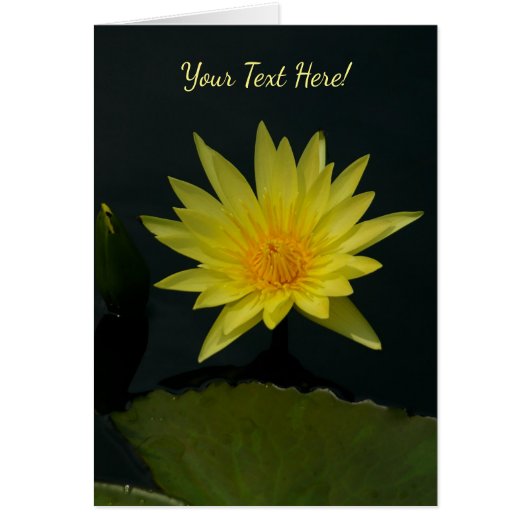 Yellow Lotus Waterlily (Voorkant)