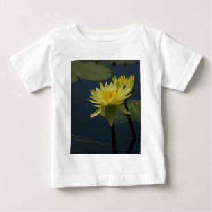 Yellow Lotus Waterlily