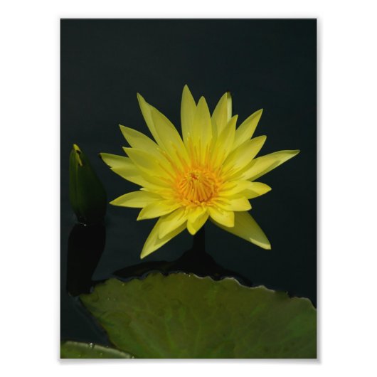 Yellow Lotus Waterlily Foto Afdruk (Voorkant)