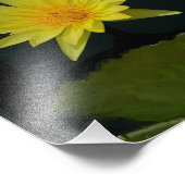 Yellow Lotus Waterlily Foto Afdruk (Hoek)