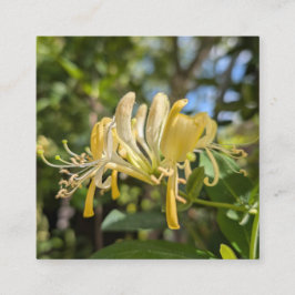 Yellow Macro Honeysuckle Vierkante Visitekaartje