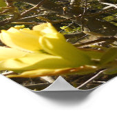 Yellow Magnolia Tree Poster (Hoek)