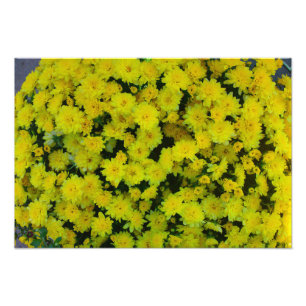 Yellow Margarita Daisy Flower print foto Foto Afdruk