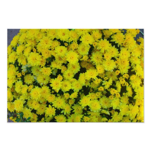 Yellow Margarita Daisy Flower print foto Foto Afdruk (Voorkant)