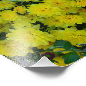 Yellow Margarita Daisy Flower print foto Foto Afdruk (Hoek)