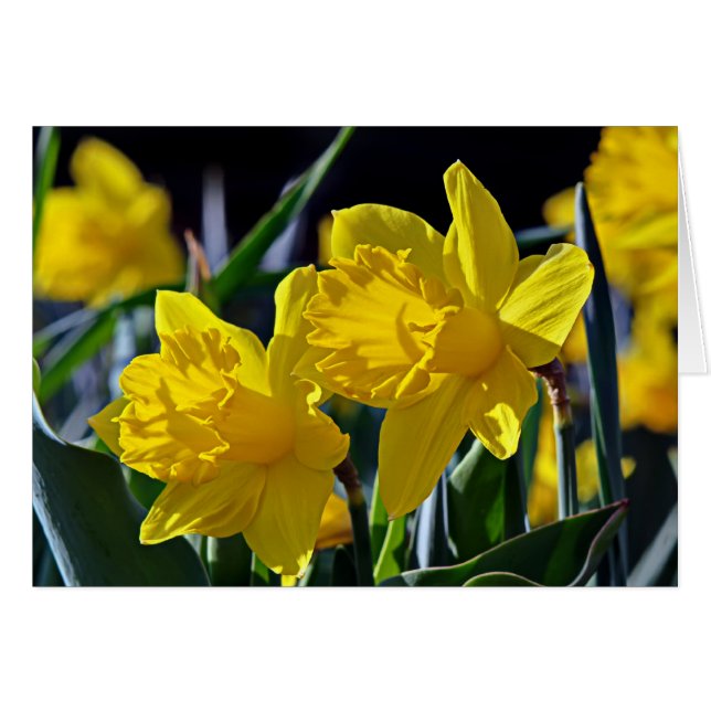 Yellow Mates (Voorkant Horizontaal)