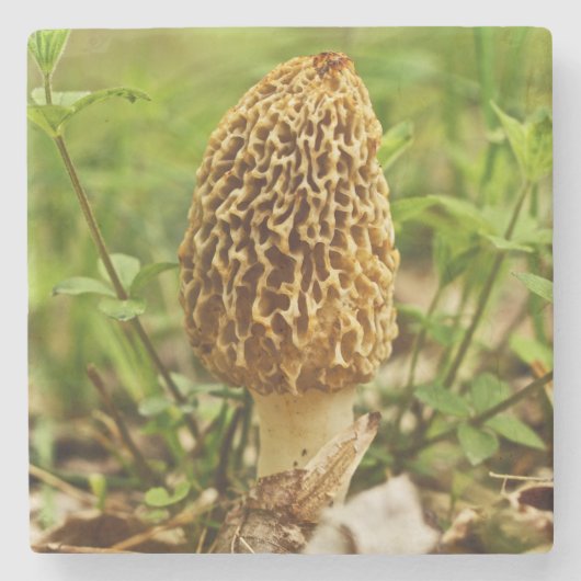 Yellow Morel Mushroom Stenen Onderzetter (Voorkant)